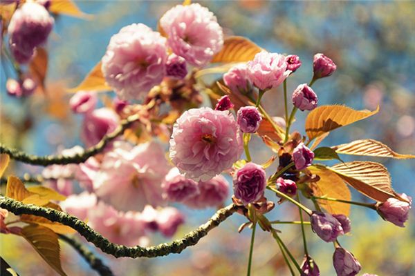 O que significa sonhar com árvores florescendo?