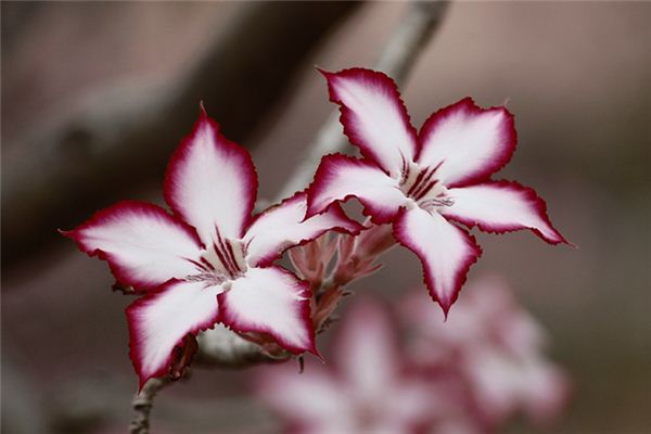 O que você quer dizer com sonhar com plantas de ervas