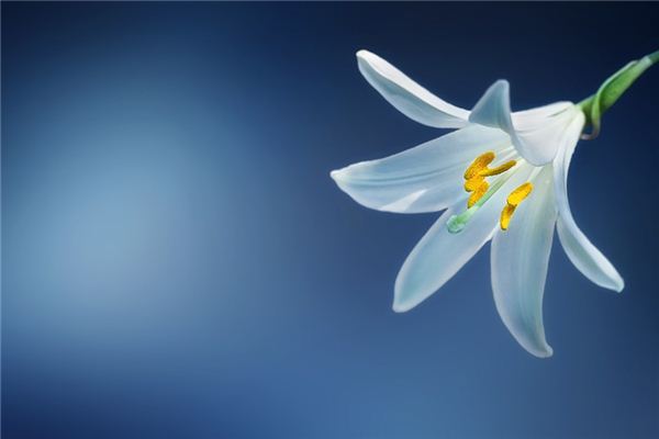 O que significa sonhar com Lily Flowers?