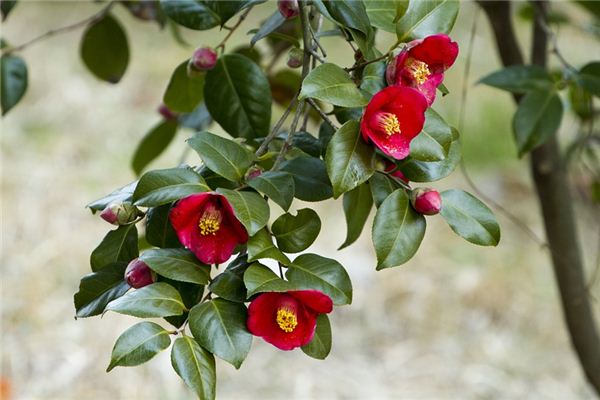 O que você quer dizer com sonhar com Camellia?