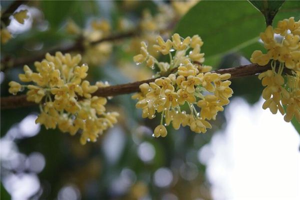 O que você quer dizer com sonhar com Osmanthus?