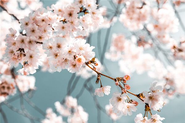 O que significa sonhar com flores de pêra