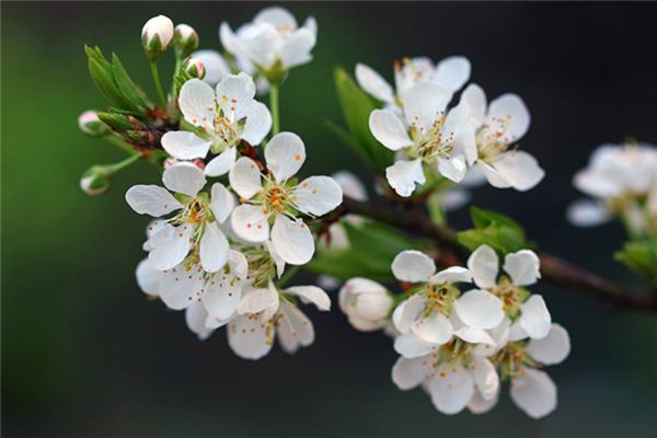 O que significa sonhar com flores de ameixa