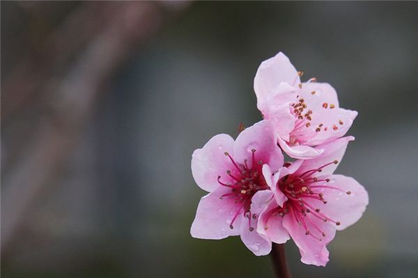 O que significa sonhar com flores de pêssego