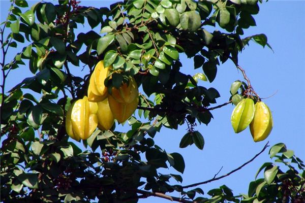 O que significa sonhar com carambola