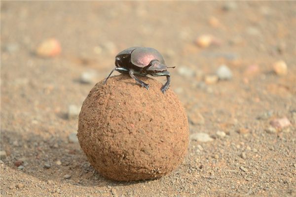 O que significa sonhar com besouros rola-bosta