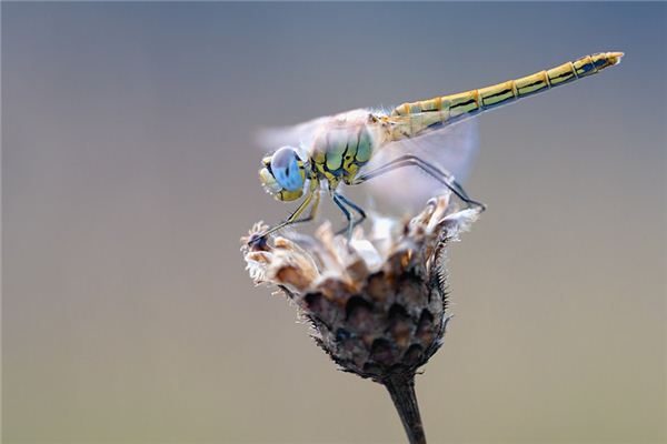 O significado espiritual de sonhar com libélulas