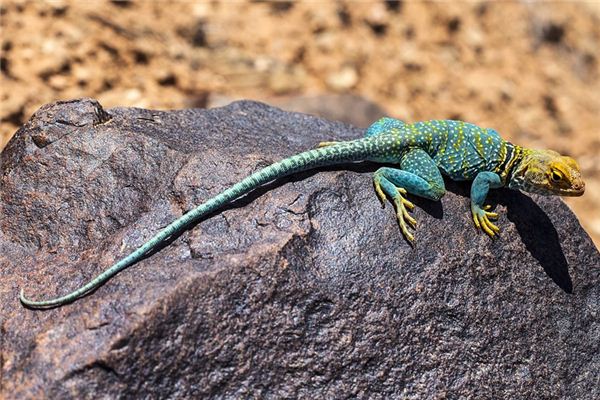 O que significa sonhar com lagarto