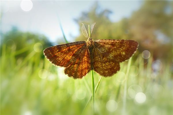 O que significa sonhar com mariposas