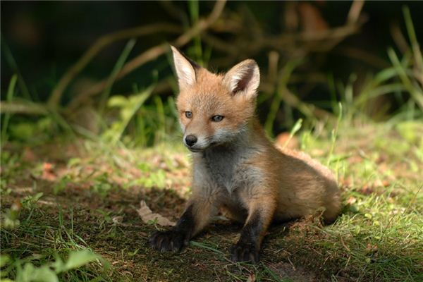 O que significa sonhar com pequenos animais