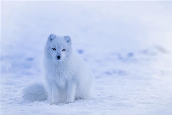 O que significa sonhar com animais selvagens