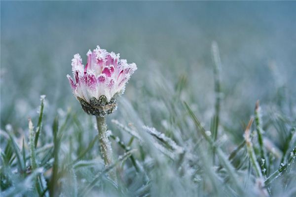 O que significa sonhar com as flores na neve?