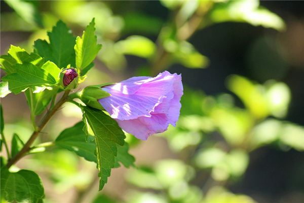 O que significa sonhar com flores de hibisco