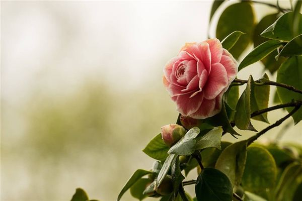 O que significa sonhar com a montanha Camellia?