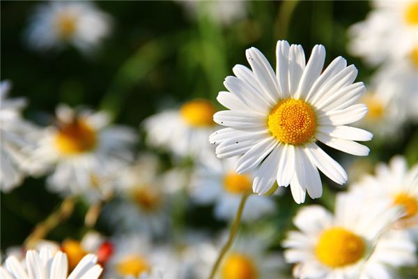 O que significa sonhar com margaridas?