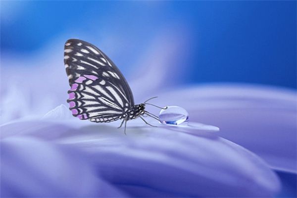 O que significa sonhar com borboletas morrendo