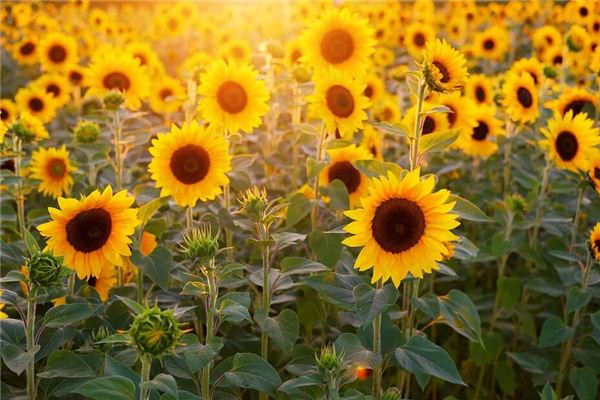 O que você quer dizer com sonhar com flores de girassol?