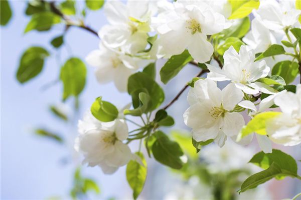 O que significa sonhar com flores de Begonia?