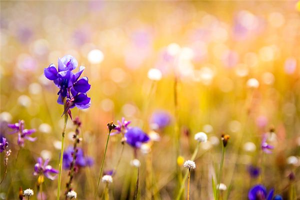 O que significa sonhar com brotos de orquídeas?