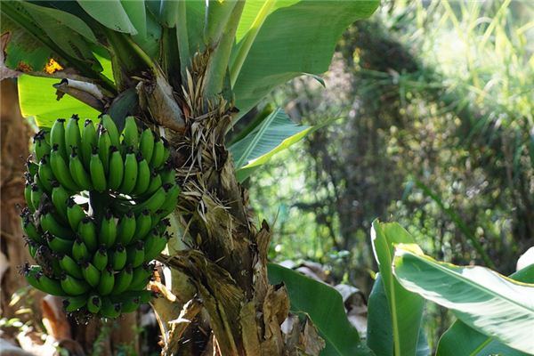 O que significa sonhar com a árvore de banana