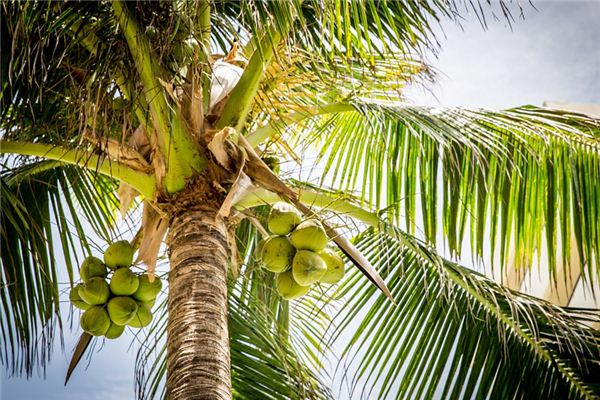 O que você quer dizer com sonhar com cocos