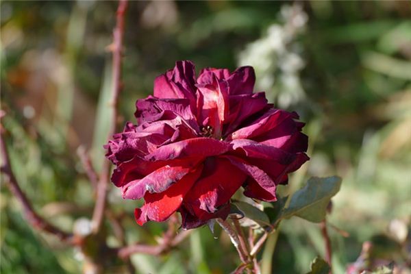 O que significa sonhar com o disparo de flores