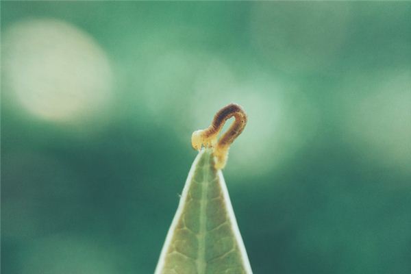 O que significa sonhar com vermes