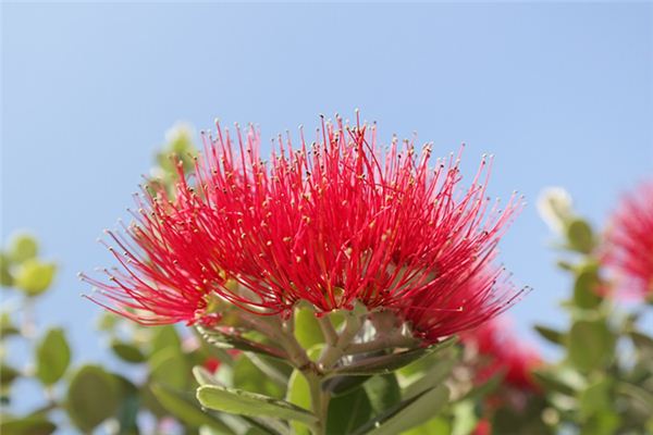 O que significa sonhar com floração de árvores de ferro?