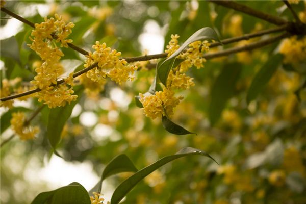 O que significa sonhar com Osmanthus