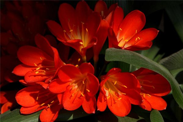 O que significa sonhar com Clivia?