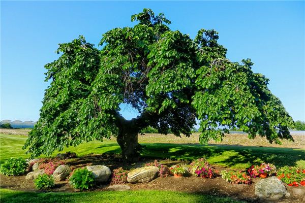 O que significa sonhar com o olmo?