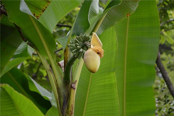 O que significa sonhar com banana