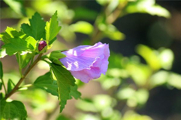 O que significa sonhar com hibisco?