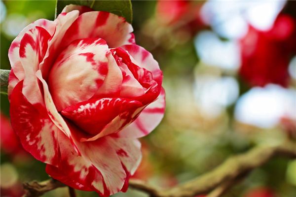 O que você quer dizer com sonhar com Camellia?