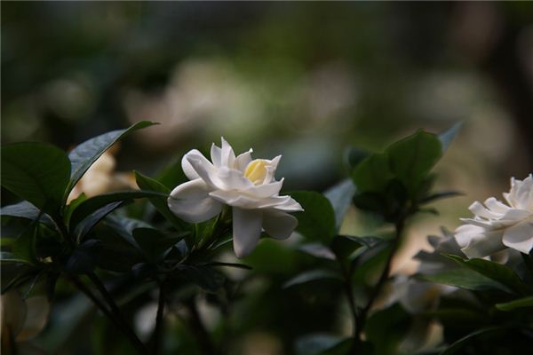 O que significa sonhar com a Gardenia?