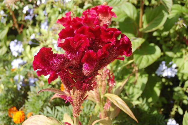 O que significa sonhar com a flor da coroa de frango