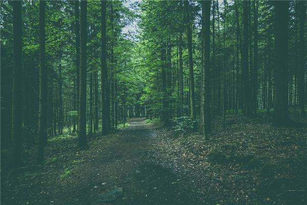 O que significa sonhar com a floresta de madeira?