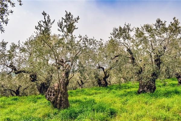 O que significa sonhar com oliveiras