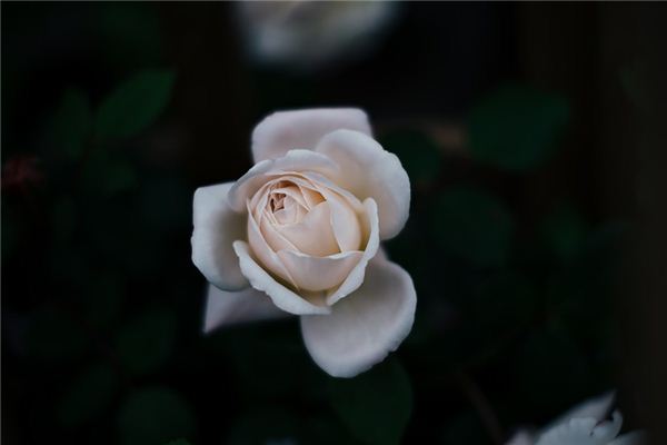 O que significa sonhar com rosas brancas?