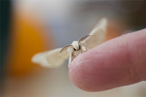 O que significa sonhar com mariposa do bicho-da-seda