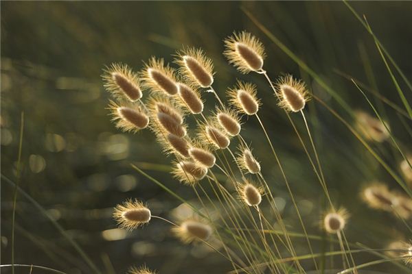 O que significa sonhar com ervas daninhas?