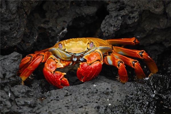 O que significa sonhar com criaturas da agua