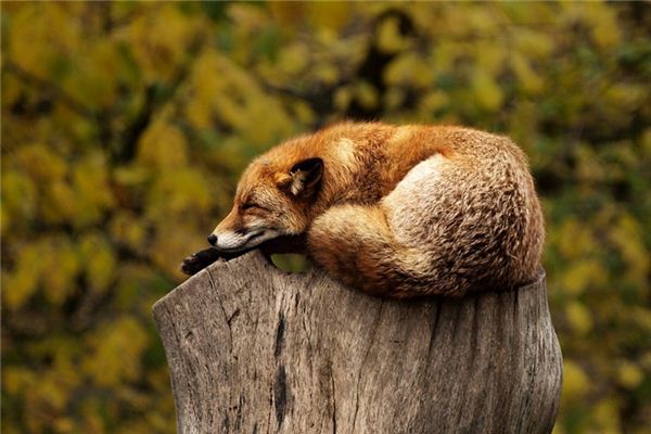 O que significa sonhar com animais