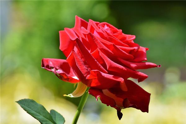 O que significa sonhar com rosas vermelhas?