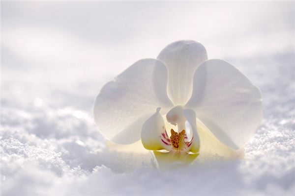 O que significa sonhar com orquídeas brancas?