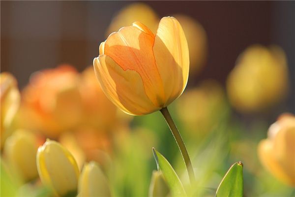 O que significa sonhar com tulipa