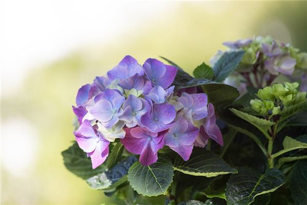 O que você quer dizer com sonhar com hortênsias?