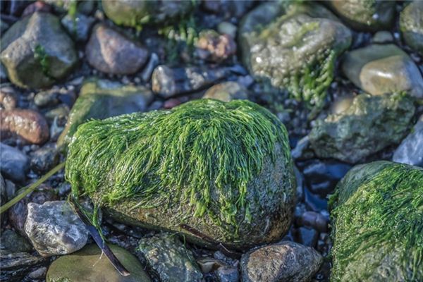 O que você quer dizer com sonhar com algas marinhas