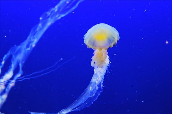 O que significa sonhar com medusa