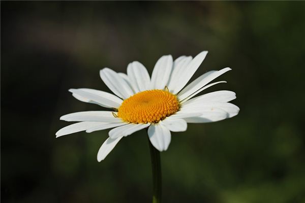 O que significa sonhar com flores brancas?